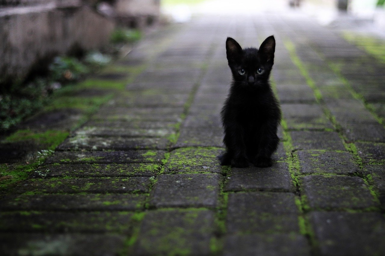 cat, black, animal-3169476.jpg